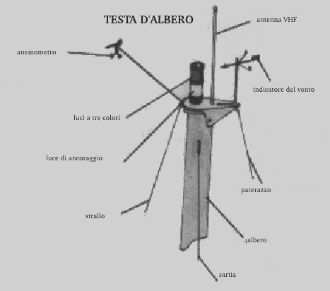 Image testa-albero